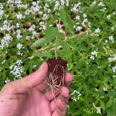 Cây Giống hoa tuyết cầu trắng ươm vỉ