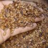 HẠT GIỐNG CÂY TRẮC ĐỎ - 1KG