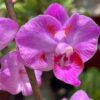 HOA PHONG LAN Hồ điệp Dorital chớp tím - BẢNG 4 CÂY