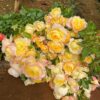 Cây Hoa Hồng Lemon Beauty Vàng