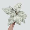 Chậu Cây kiểng lá Aphelandra Squarrosa, trắng như tuyết