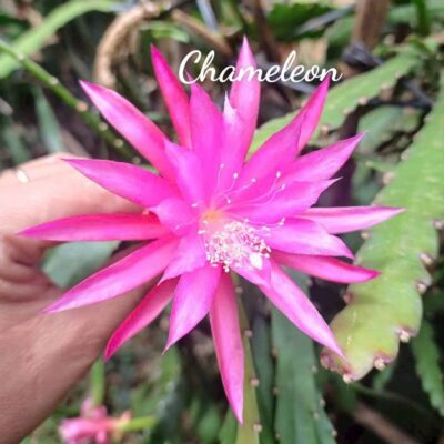 Chậu Hoa Nhật Quỳnh CHAMELEON