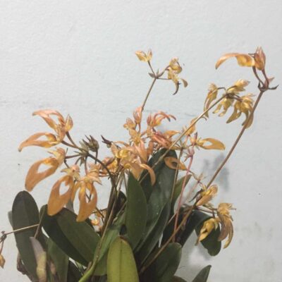 Lan Lọng Rừng vàng cam - Bulbophyllum elassonotum Summerh
