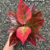 Chậu Cây kiểng lá Aglaonema Red Vein