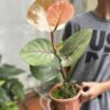Chậu Cây kiểng lá Coccoloba Uvifera