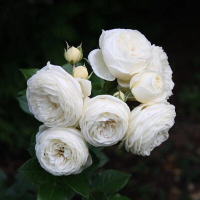 Hoa hồng ngoại Artemis rose – Hoa hồng Đức màu trắng đẹp nhất