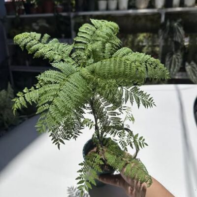 Chậu Cây HOA PHƯỢNG TÍM BONSAI MINI