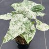 Chậu Cây kiểng lá Odora Batik Var