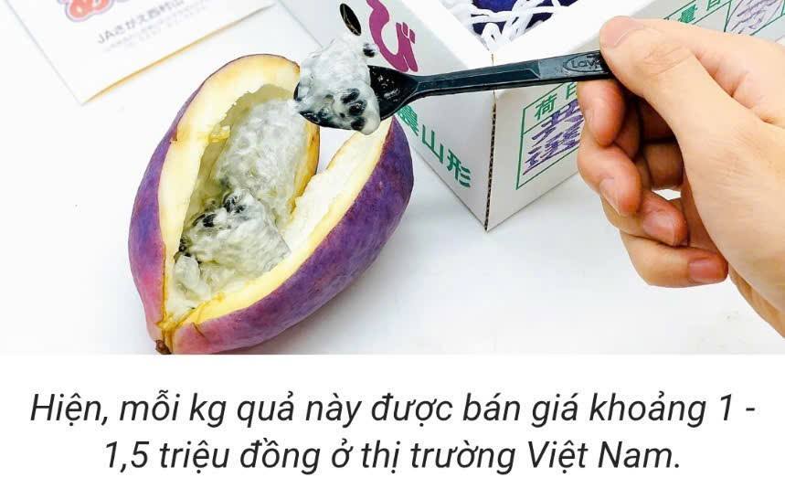 Nho tím khổng lồ Nhật Bản Akebi ( Chanh Ngón tay rừng ) Nho tím khổng lồ Nhật Bản Akebi ( Chanh Ngón tay rừng )