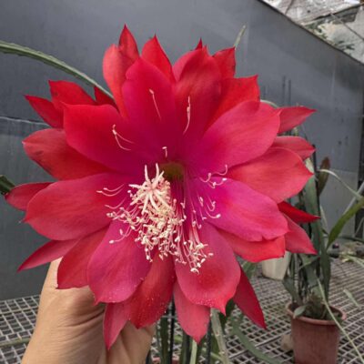Chậu Hoa Nhật Quỳnh Noid đỏ