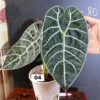 Chậu Cây kiểng lá Watsoniana Doff