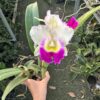 chậu hoa lan Cattleya đại 1 lá màu hồng phấn