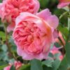 Cây Hoa Hồng BOSCOBEL ROSE