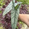 Chậu Cây kiểng lá Alocasia Dragon Breath