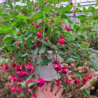 CHẬU HOA LỒNG ĐÈN BÚP BÊ