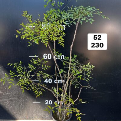 CHẬU CÂY NAM THIÊN TRÚC BONSAI NHIỀU THÂN (Nandina Domestica)