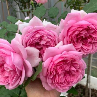 Siêu phẩm hồng leo Pháp Pompadour rose – Hoa hồng leo bông lớn thơm tuyệt !