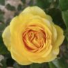 Cây Hoa Hồng Flowerdecorator Nagashima Rose