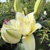 củ giống hoa lily ' Ludwina ' Nhập Khẩu