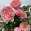 Cây Hoa Hồng Romeo Rose màu hồng ngọt