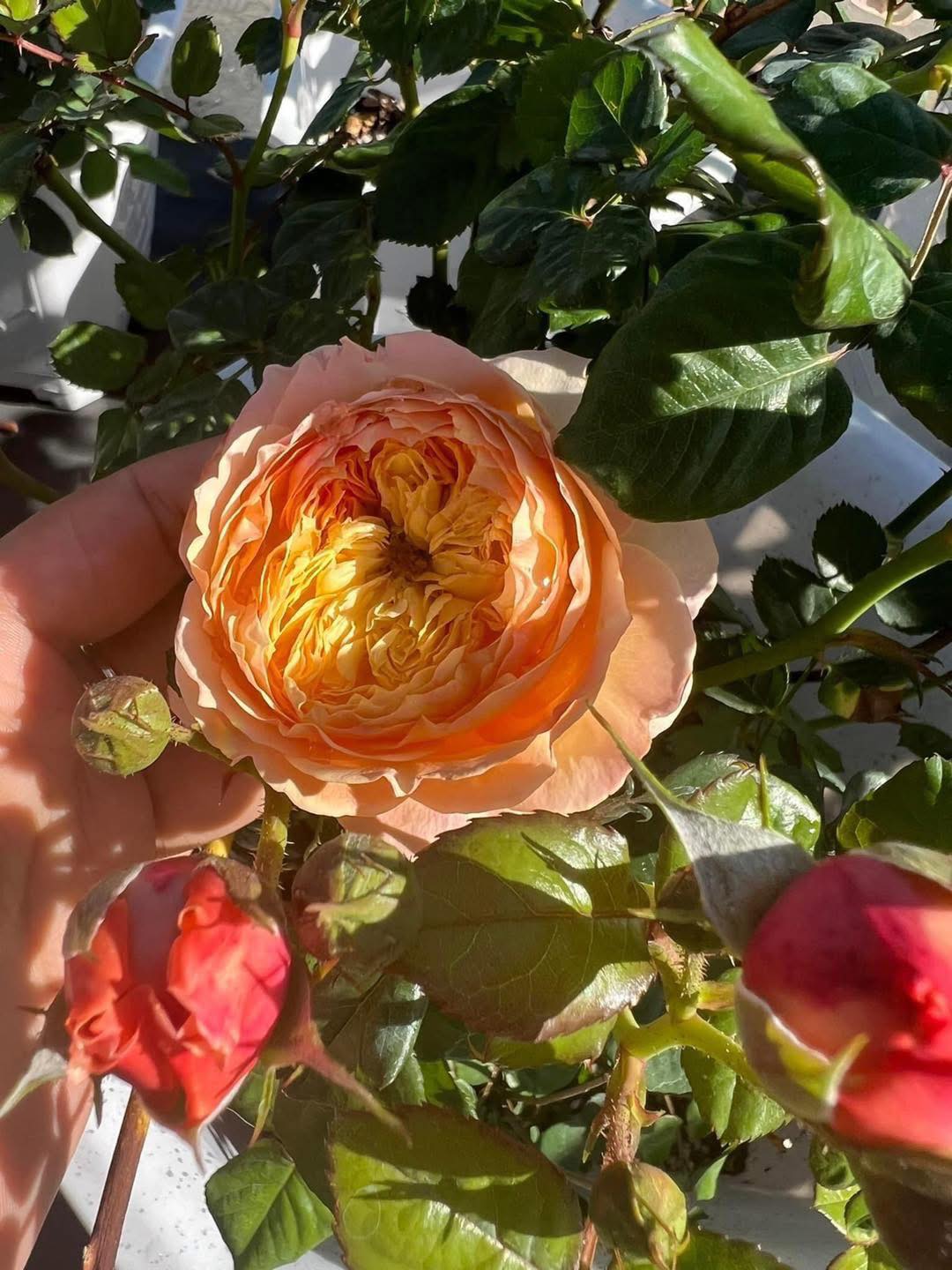 Cây Hoa Hồng Apricot Rose Cây Hoa Hồng Apricot Rose