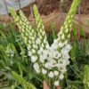 củ giống hoa mắt nai trắng (thiên nga mắt nai) - củ nhập khẩu