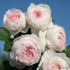 Cây Hoa Hồng HERZOGIN CHRISTIANA ROSE