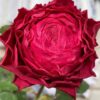 Cây Hoa Hồng Dracula’s Kiss Rose