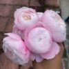 Cây Hoa Hồng Plume Rose - bông hoa như quả trứng hồng thơm ngát