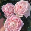 Cây Hoa Hồng Amazing Grace Rose - hoa to khổng lồ, thơm nồng nàn