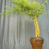 TÁC PHẨM TRE NGÀ BONSAI : HẠNH PHÚC NGHỆ THUẬT