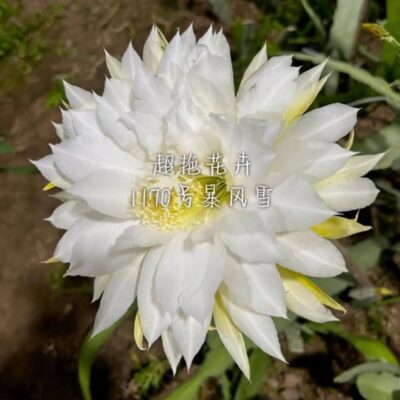 Chậu Hoa Nhật Quỳnh MÃ 1170 - Bão Phong Tuyết
