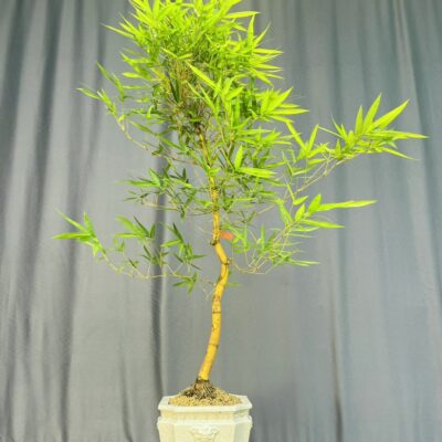 TÁC PHẨM TRE NGÀ BONSAI : ĐỌC LẬP NGHỆ THUẬT
