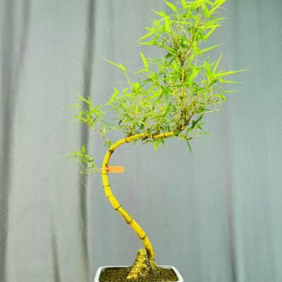 TÁC PHẨM TRE NGÀ BONSAI :  RỒNG VÀNG NGHỆ THUẬT