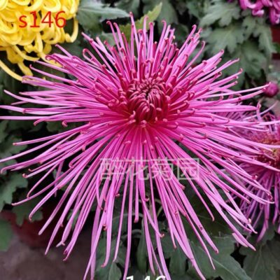 HOA CÚC NGOẠI NHẬP KHẨU MÃ S146