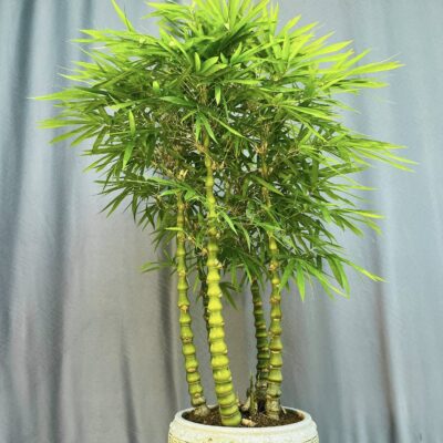TÁC PHẨM TRÚC PHẬT BÀ BONSAI : 5 ANH EM NGHỆ THUẬT