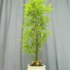 TÁC PHẨM TRÚC PHẬT BÀ BONSAI : TRỰC QUÂN TỬ NGHỆ THUẬT