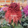 HOA CÚC NGOẠI NHẬP KHẨU MÃ S280
