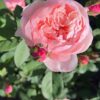 Cây Hoa Hồng The Alnwick Rose