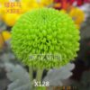 HOA CÚC NGOẠI NHẬP KHẨU MÃ X128