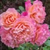 Cây Hoa Hồng Augusta Louis Rose