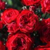 Cây Hoa Hồng My Rose Rose