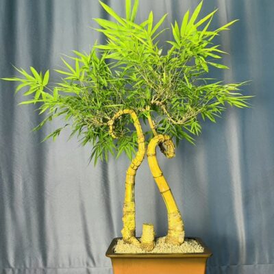 TÁC PHẨM TRE NGÀ BONSAI : TỈ MUỘI CÁT TƯỜNG NGHỆ THUẬT