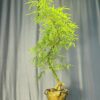 TÁC PHẨM TRÚC PHẬT BÀ BONSAI : CON RỒNG CHÁU TIÊN NGHỆ THUẬT