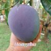 Cây giống " Xoài Jingxin " nhập khẩu