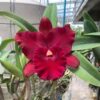 chậu hoa lan Cattleya đại 1 lá màu đỏ