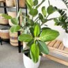 Cây Đa Ấn Độ (Ficus benghalensis)