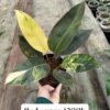 Cây KIỂNG LÁ 𝐑𝐞𝐞𝐝𝐜𝐨𝐧𝐠𝐨 ĐẸP RẺ