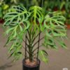 Cây giống Monstera Burle Marx Flame nuôi cấy mô (Monstera Form 8)