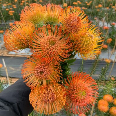 Cây giống hoa Thảo Đường San Hô (hoa san hô đỏ, hoa san hô vàng, hoa san hô cam )-cây giống Nhập Khẩu